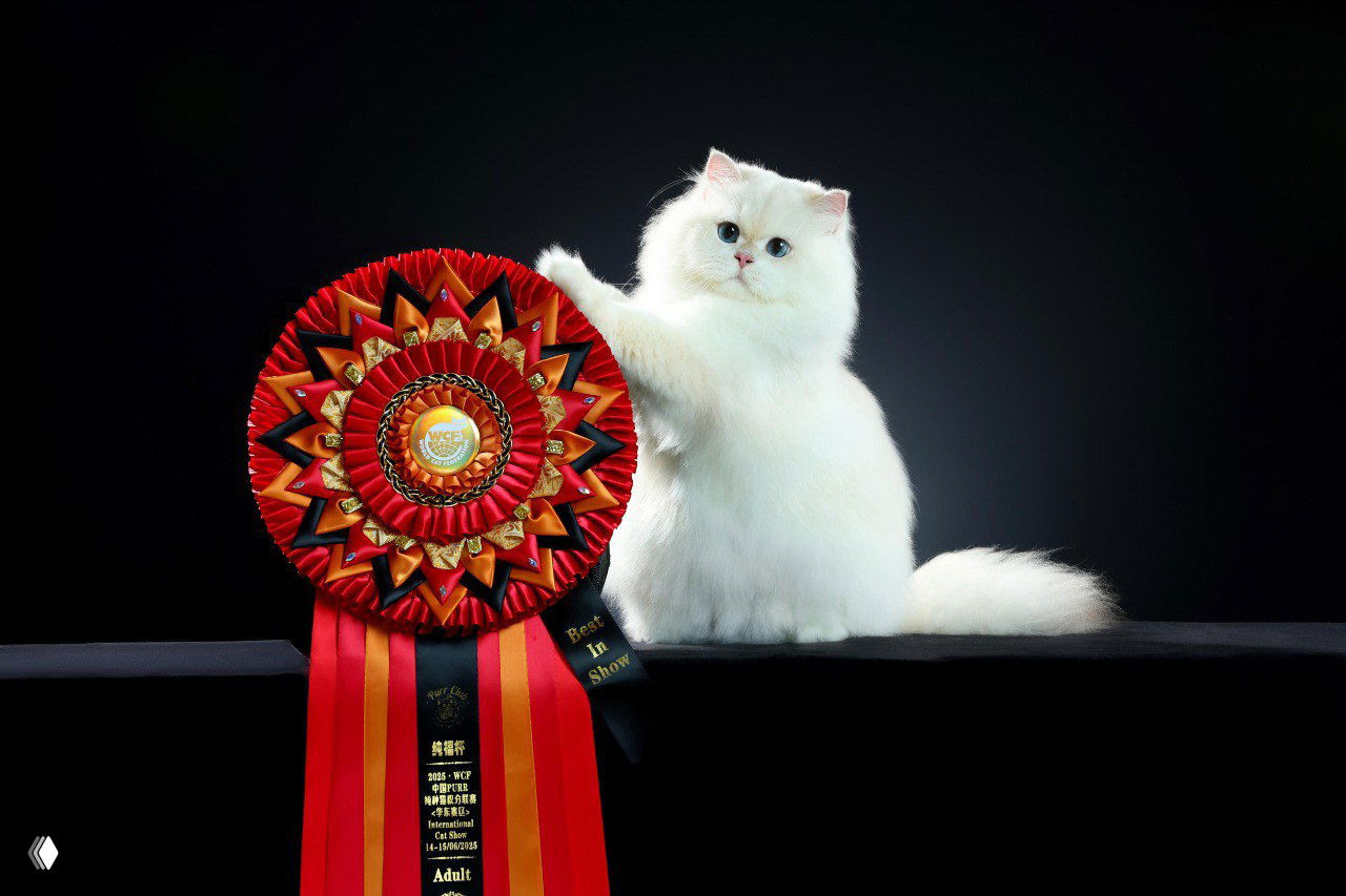 Динамичный кадр кота в движении на фоне нейтральной сцены; возможно репортажная фотография с шоу кошек.