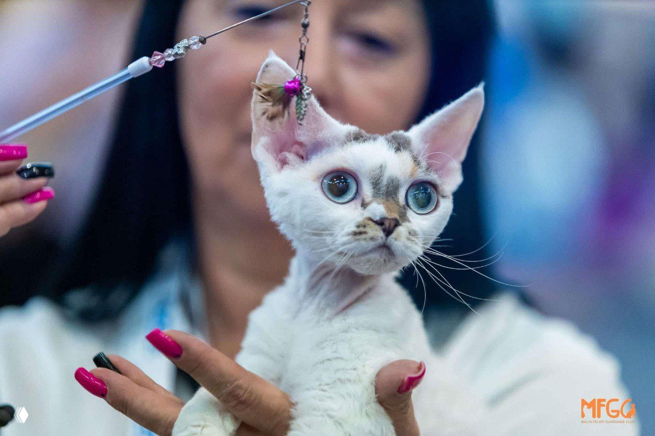 Три человека держат и демонстрируют породистого кота на выставочном стенде WCF; моменты церемонии награждения и общения участников.