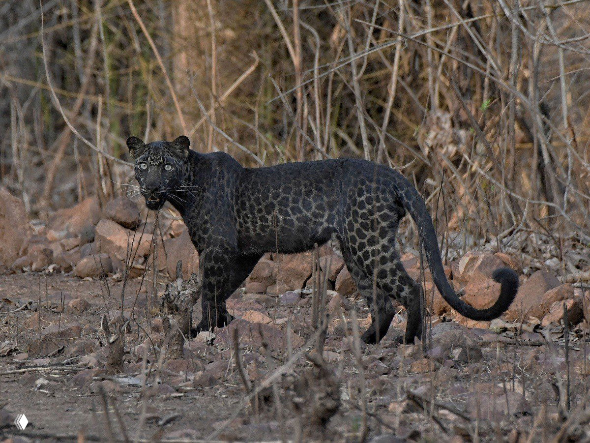 Черный леопард в заповеднике Тадоба, Индия — редкий случай меланизма; животное стоит на сухой почве среди кустов и камней.