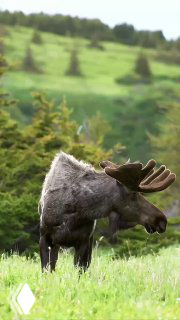 Лось в естественной среде: взрослая особь в профиль, видно бархатное покрытие рогов, на фоне зелёного луга и леса.