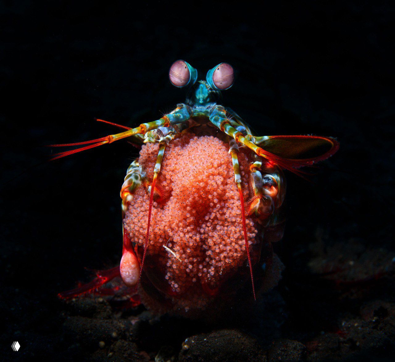Подводная фотография: рачок-богомол держит плотное скопление икры на тёмном фоне; цветной макроснимок Peter McGee, третье место в номинации «Вода».