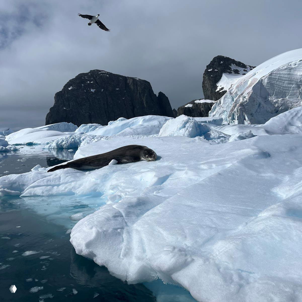 Тюлень лежит на айсберге в Антарктиде на фоне ледяных скал и серого неба; в кадре видна морская вода и парящая чайка.