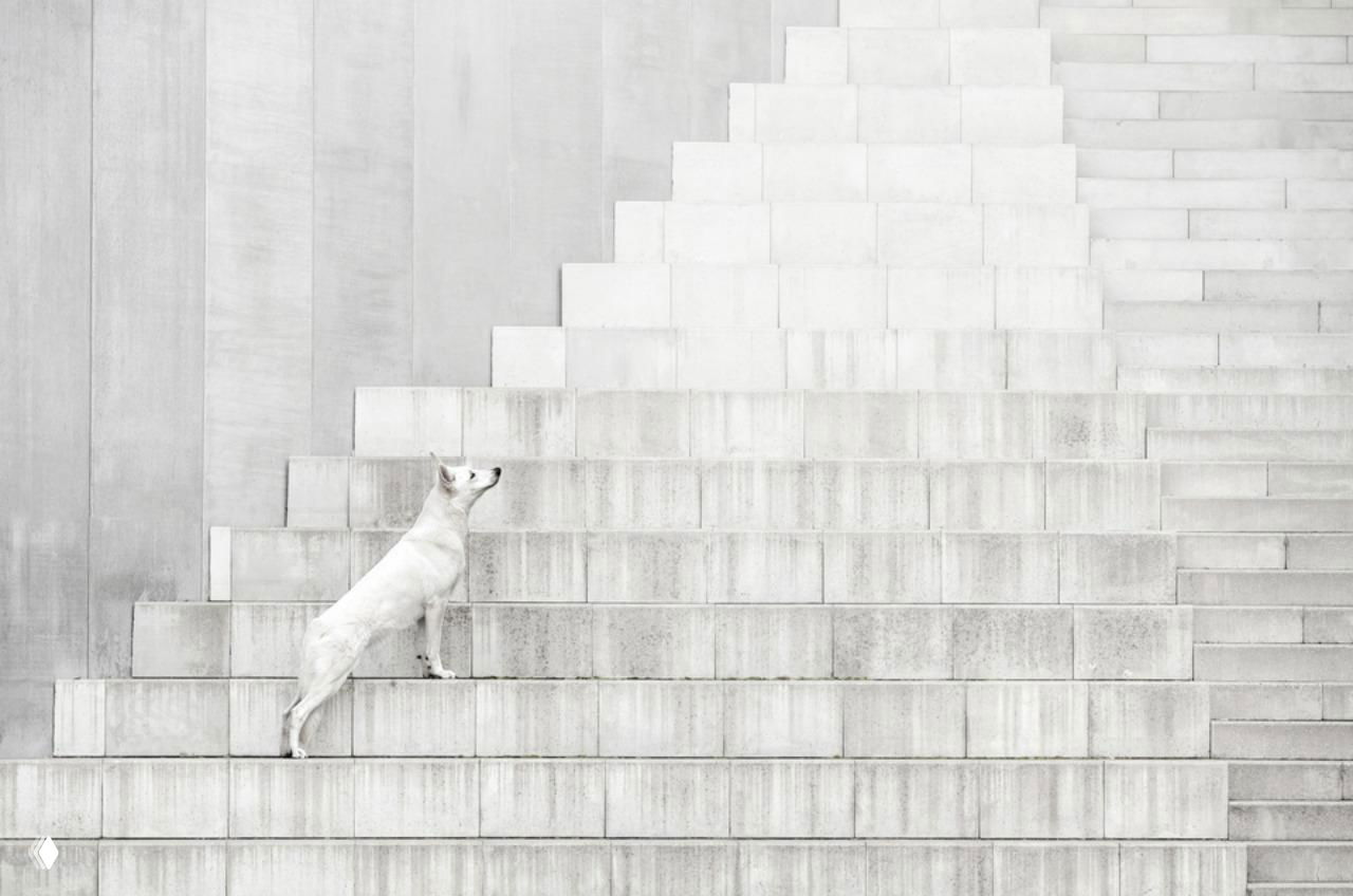Монохромная фотография белой собаки, поднимающейся по широким ступеням у строгой архитектурной стены; графичная, минималистичная композиция и контраст форм.