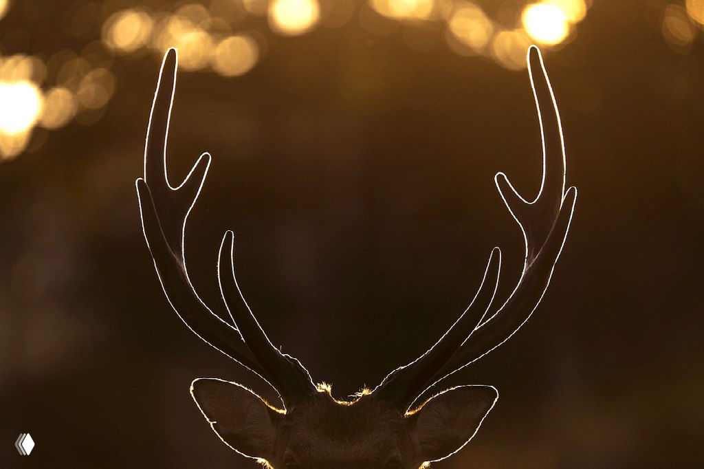 Силуэт рогов оленя на фоне золотого боке заката; контровая фотография, финалист Nature’s Best Photography Awards 2025.