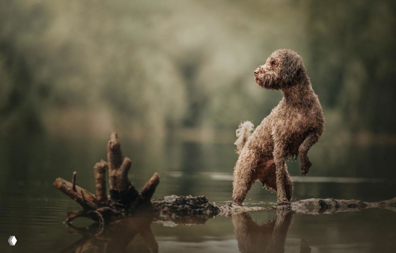 Коричневая вьющаяся собака стоит на бревне среди спокойной воды и отражений, кадр передает динамику позы и тёплую природную палитру заднего плана.