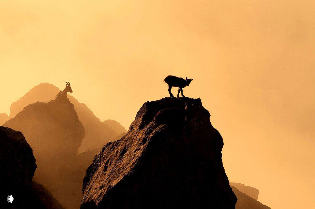 Силуэты горных козлов на остроконечных вершинах скал на фоне глубокого оранжевого закатного неба — атмосферный кадр, отмеченный на конкурсе.