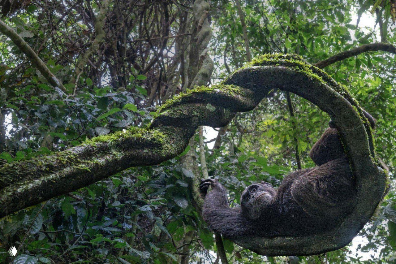 Обезьяна, цепляющаяся за извитую лиану в глубоком тропическом лесу; кадр показывает плотную растительность, влажность и динамику позы животного.