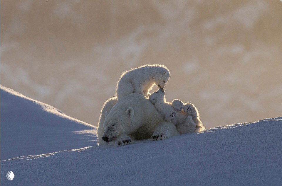 Белая медведица с несколькими медвежатами на снежном склоне, контражурный рассветный свет подчёркивает силуэты и текстуру шерсти.