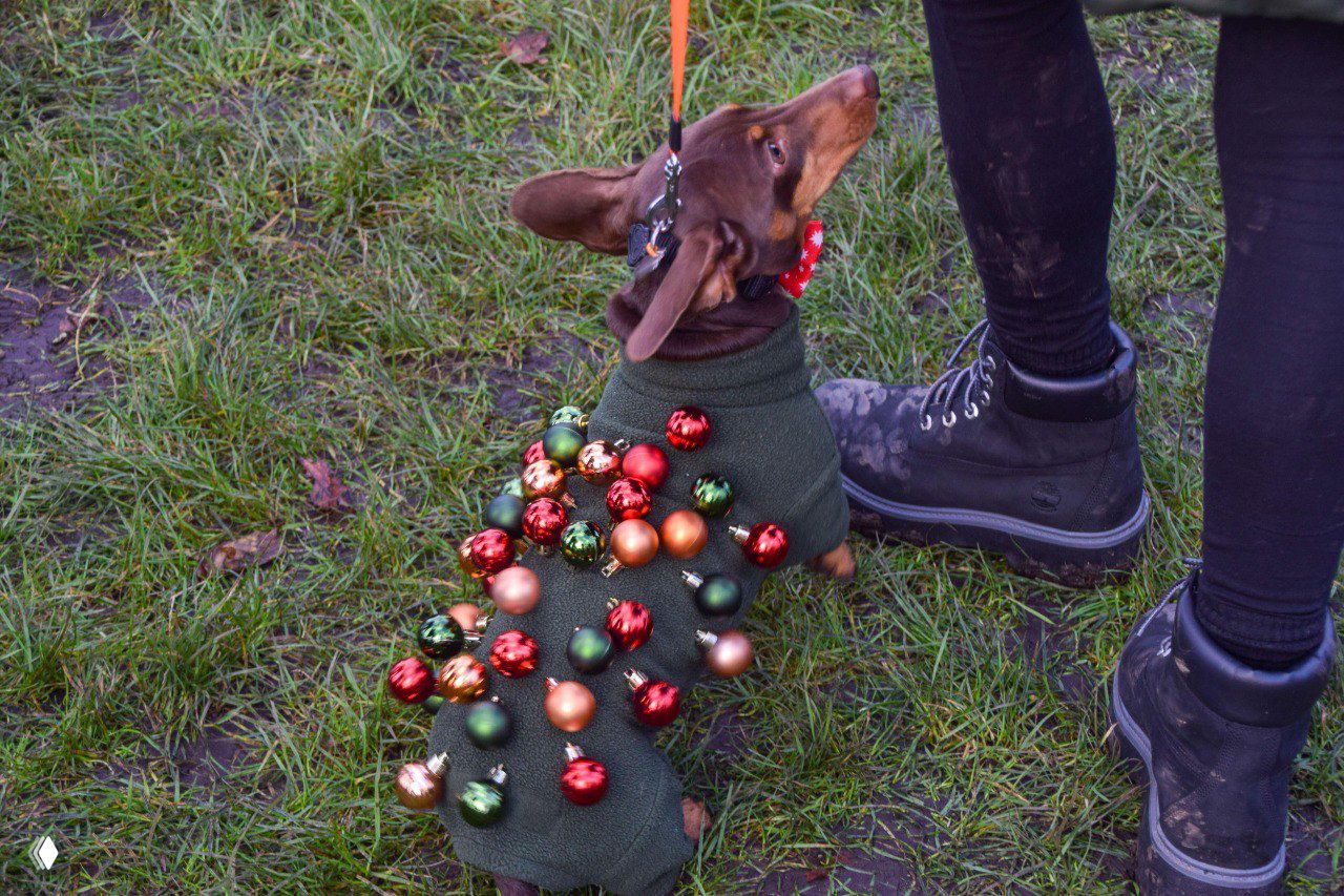 Такса в наряде с висящими ёлочными шарами сидит на мокрой земле во время рождественского фестиваля такс в Гайд‑парке.