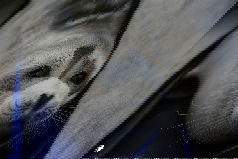 Крупный план головы каспийской нерпы на берегу; молодой морской млекопитающий с мокрым мехом и выразительными глазами на фоне спасательного или транспортировочного чехла.