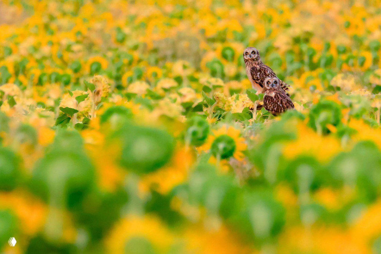 Две совы на фоне размытых желтых подсолнухов — панорамный кадр финалиста Nature Photographer of the Year 2025, автор Andres Luis Dominguez Blanco.