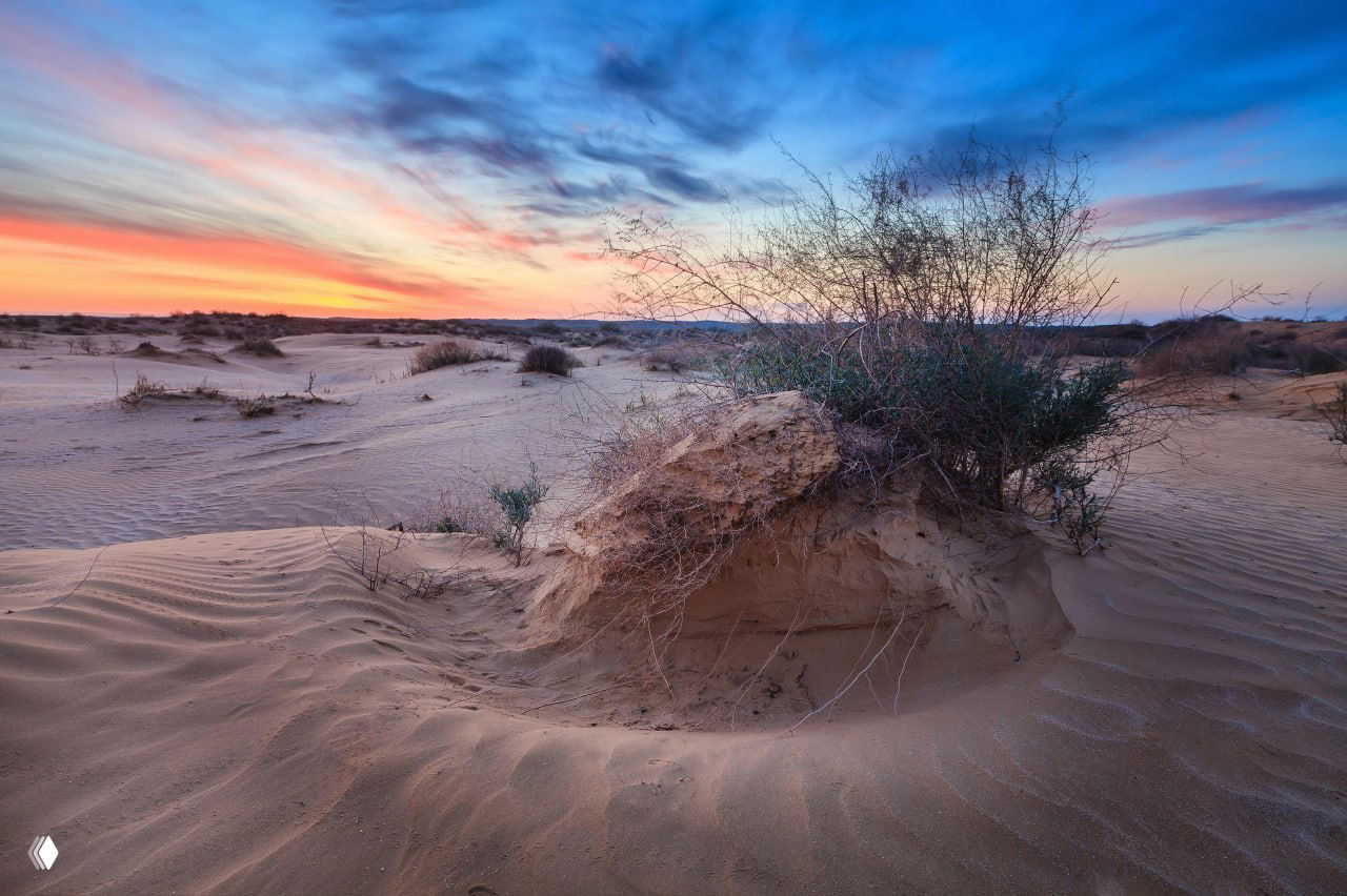 Дюны с редкими кустарниками и корнями, частично обнажёнными ветром: иллюстрация процесса эрозии и разрушения растительного покрова.