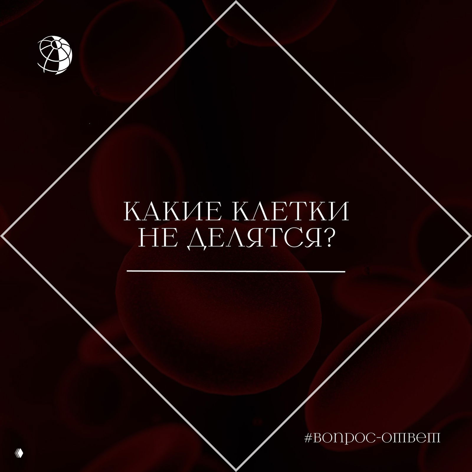 Какие клетки не делятся?