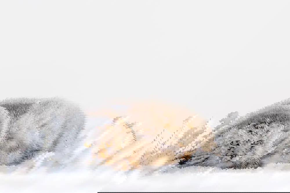 Победитель в номинации «Лучшее фото из портфолио»