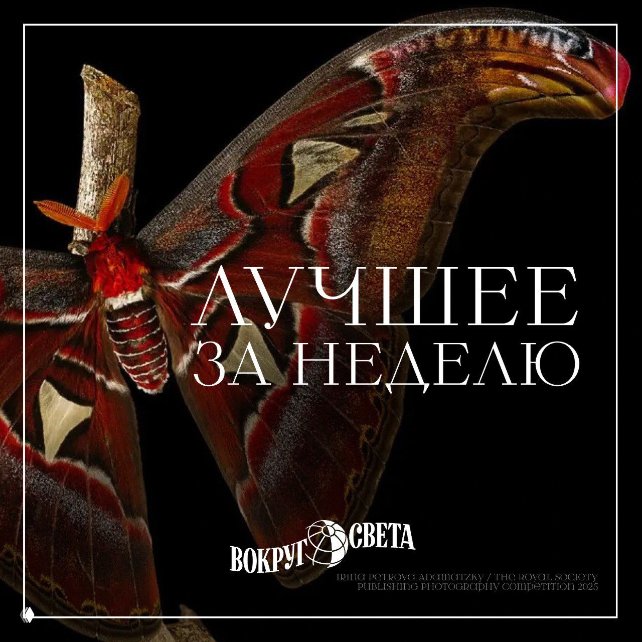 Крупный план яркой моли/бабочки на чёрном фоне; развёрнутые крылья, надпись «Лучшее за неделю» и логотип «Вокруг света».