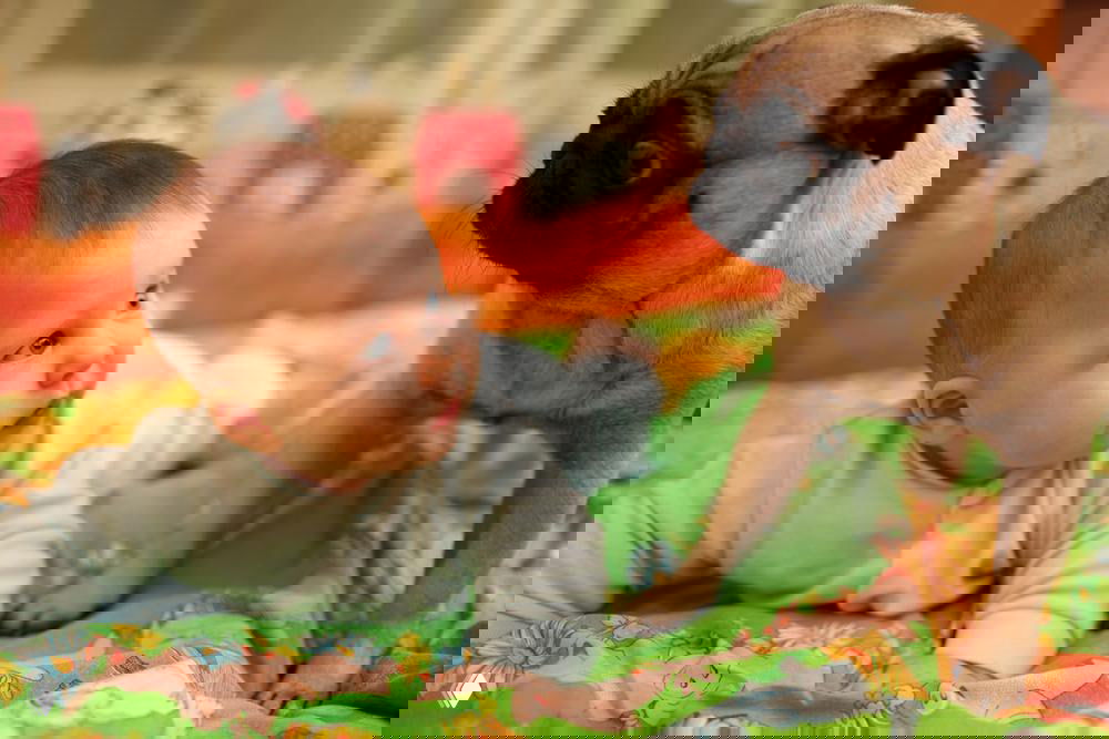 Младенец лежит на животе на ярком пледе и смотрит на мопса, стоящего рядом — дружелюбное и внимательное взаимодействие ребёнка и собаки.