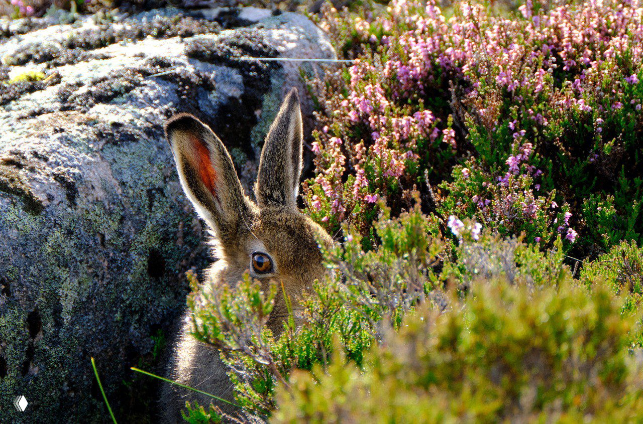 Зайчиха среди вереска в национальном парке Кернгормс, Шотландия: выглядывает из кустов рядом с камнем на фоне вересковой поросли.