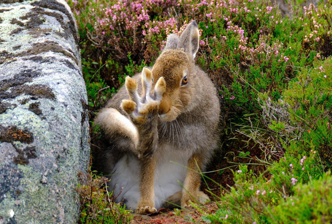 Зайчиха в национальном парке Кернгормс, Шотландия: заснята возле большого камня, поднимает заднюю лапу и прикрывает мордочку от объектива.
