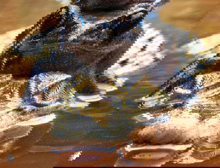 Крупный план: лягушка сидит на морде молодого крокодила, видно его глаз, часть головы и отражения воды в пруду близ Бекаси, Западная Ява.