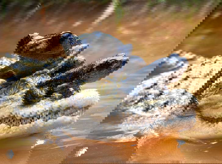 Ещё один вид: одна большая и две мелкие лягушки на морде и спине молодого крокодила в пруду Западной Явы, снимок репортёрского характера.