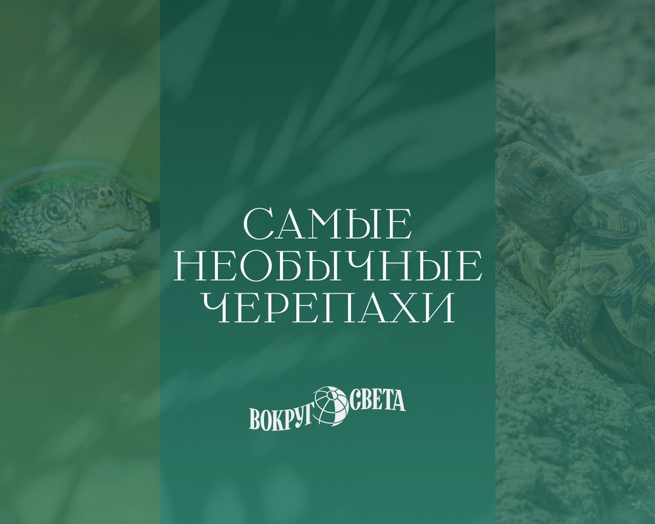 Обложка материала с крупной надписью «Самые необычные черепахи», зелёный фон и логотип издания, оформленная в природных тонах.