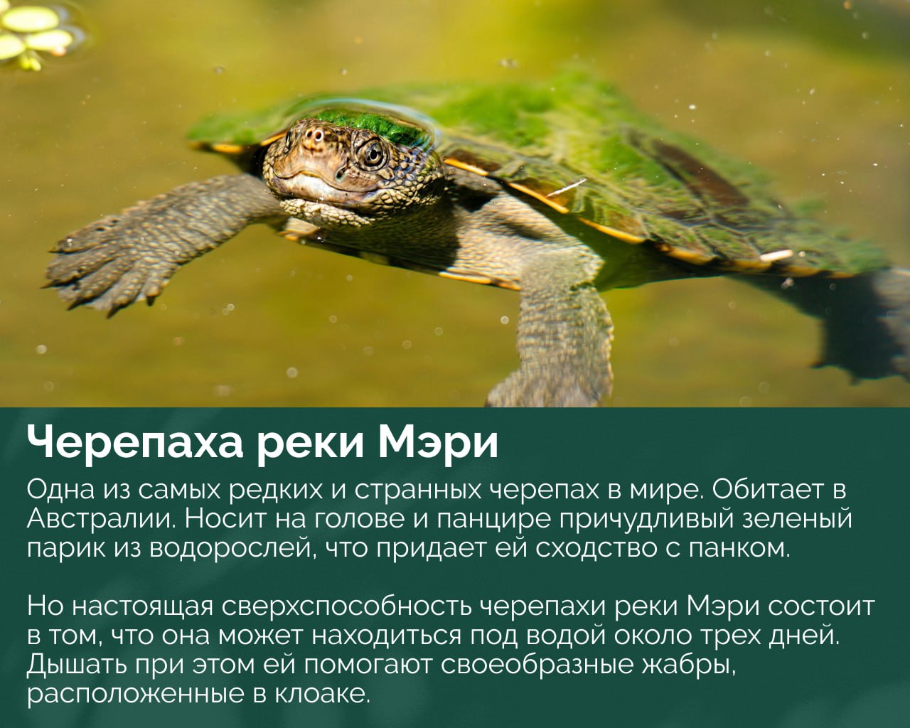 Фотография плавающей черепахи с зелёным налётом на панцире, видны передние конечности и водная среда вокруг.