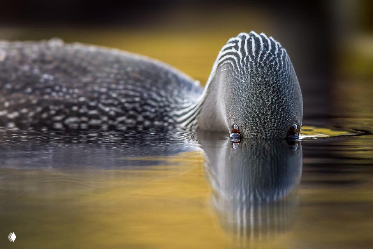Крупный план головы водоплавающей птицы с клювом в воде и зеркальным отражением поверхности; мягкие тёплые оттенки и спокойная композиция