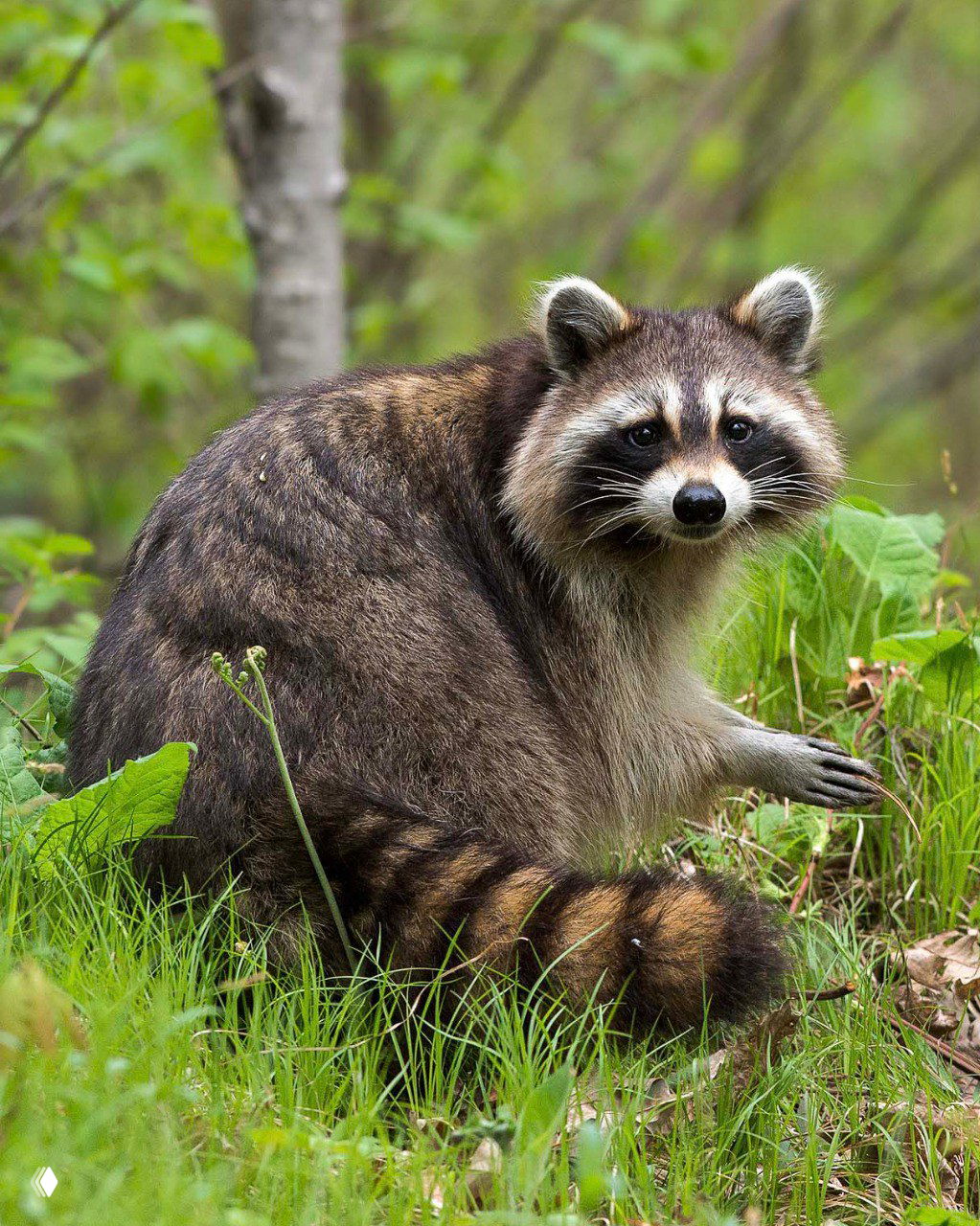 Енот в траве у края леса — крупный портрет в мягком естественном свете, выразительный взгляд и фон с зеленью; кадр из фотоконкурса.