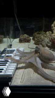 Осьминог Тако в аквариуме на мини‑пианино с специально изготовленными клавишами: щупальца касаются белых и чёрных клавиш.