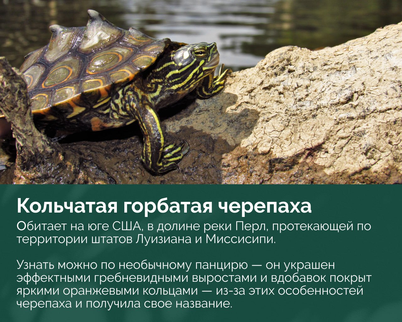 Черепаха на берегу у воды с ярко выраженным узорчатым панцирем и жёлто-зелёными полосами на голове.