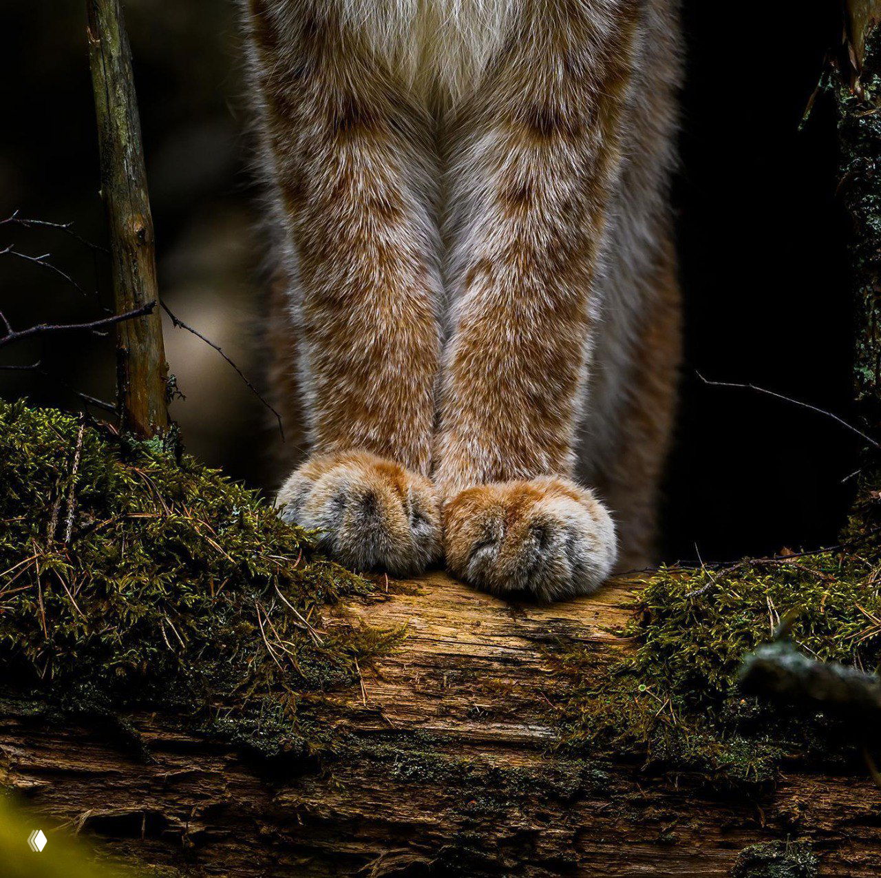 Крупный план передних лап рыси на поваленном стволе в лесу; выразительная текстура пушистого меха, мха и коры вокруг