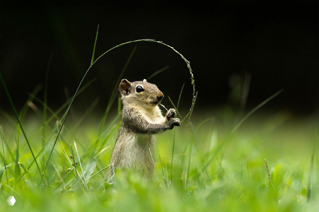 Маленький грызун аккуратно держит изгиб стебля травы на фоне зелени — вертикальный кадр с мягким фоном, снимок из конкурса.