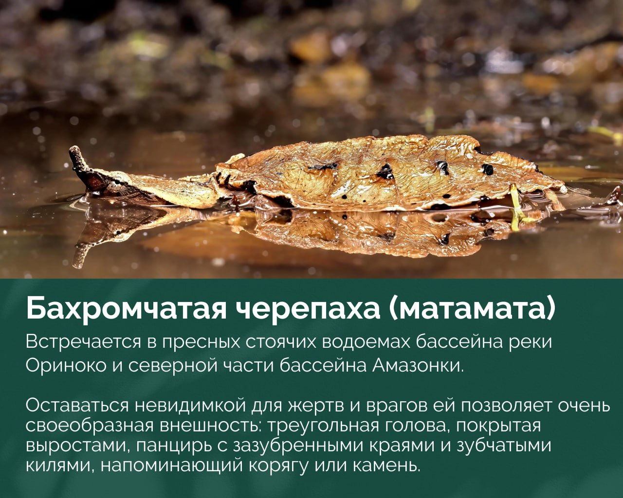 Черепаха с бугристым и зазубренным панцирем, частично погружённая в воду возле листвы, маскирующаяся в среде.