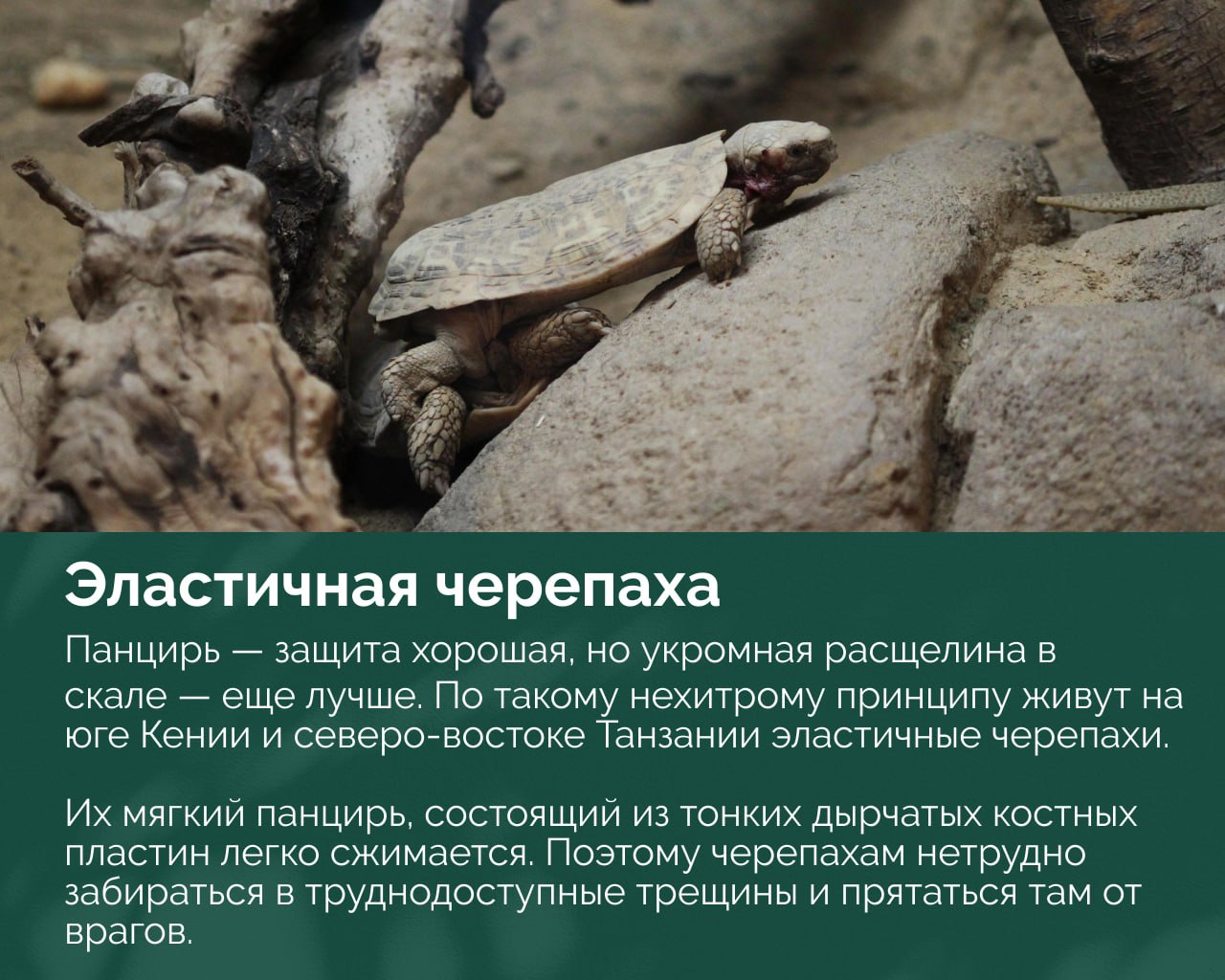Песочно-белая черепаха среди корней и камней, показана в сухой прибрежной среде с акцентом на панцирь.