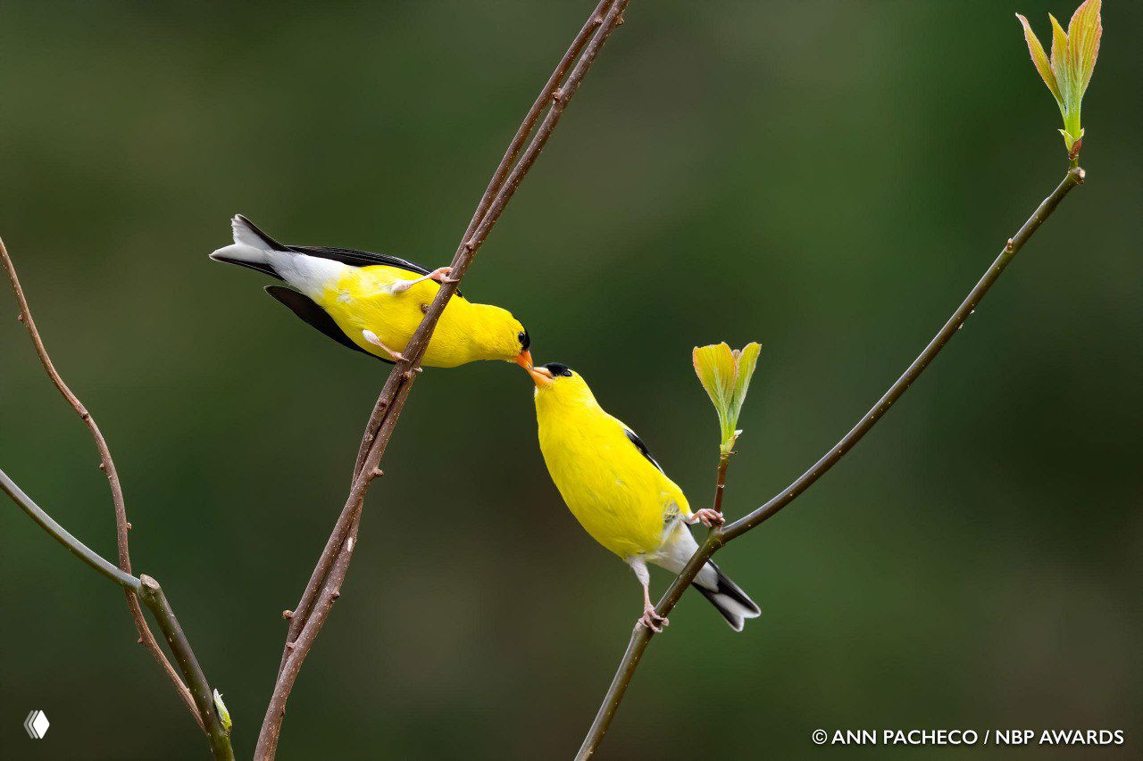 Две ярко-жёлтые птицы на тонкой ветке касаются клювами — контрастный цвет, чистый фон и композиция, характерная для конкурсных снимков.