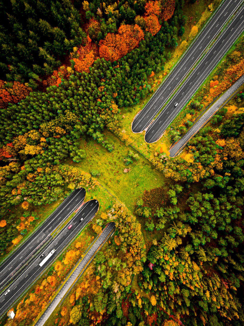 Аэрофото: осенний лес и пересекающая его оживлённая автомагистраль; посередине — зелёный экодук для безопасного перехода диких животных в Нидерландах.