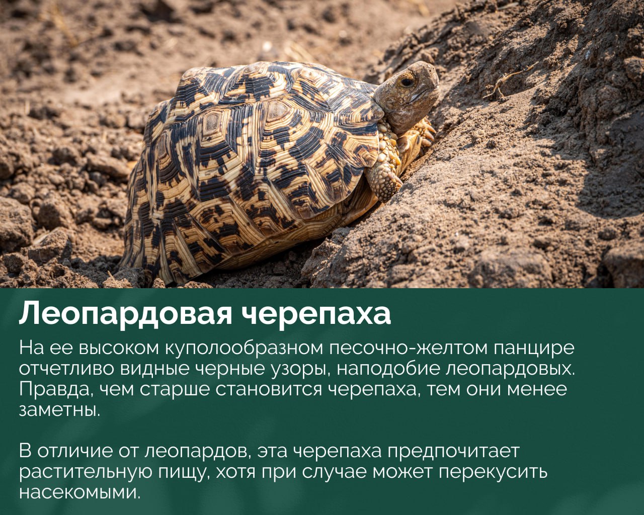 Леопардовая черепаха на песчаном склоне с чётким рисунком на куполообразном панцире в сухой среде обитания.
