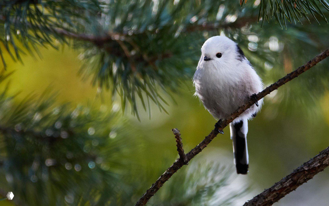 Маленькая пушистая птица на сосновой ветке; видна длинная хвостовая часть, резкость на перьях и мягкий зелёный фон леса