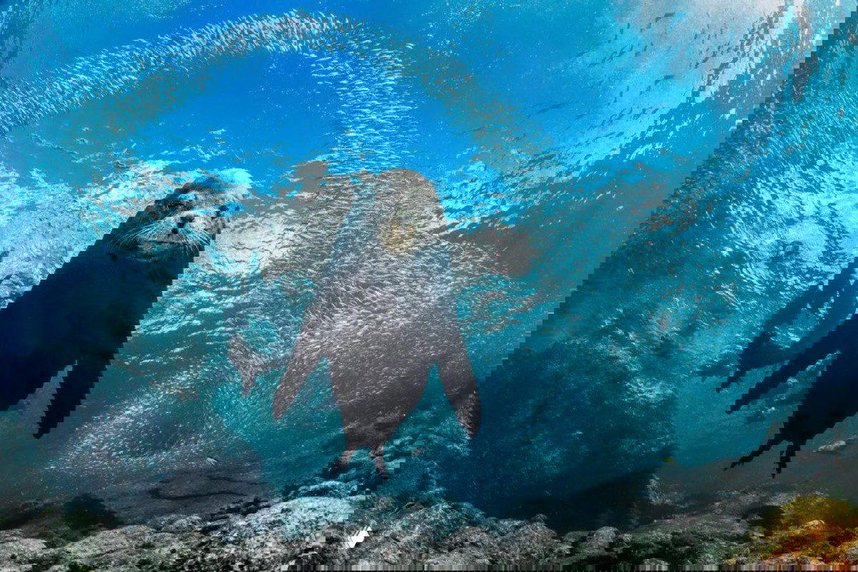 Подводный портрет морского млекопитающего в синей воде: животное крупным планом на фоне стайки рыб и света, подчёркивающий морскую экосистему.