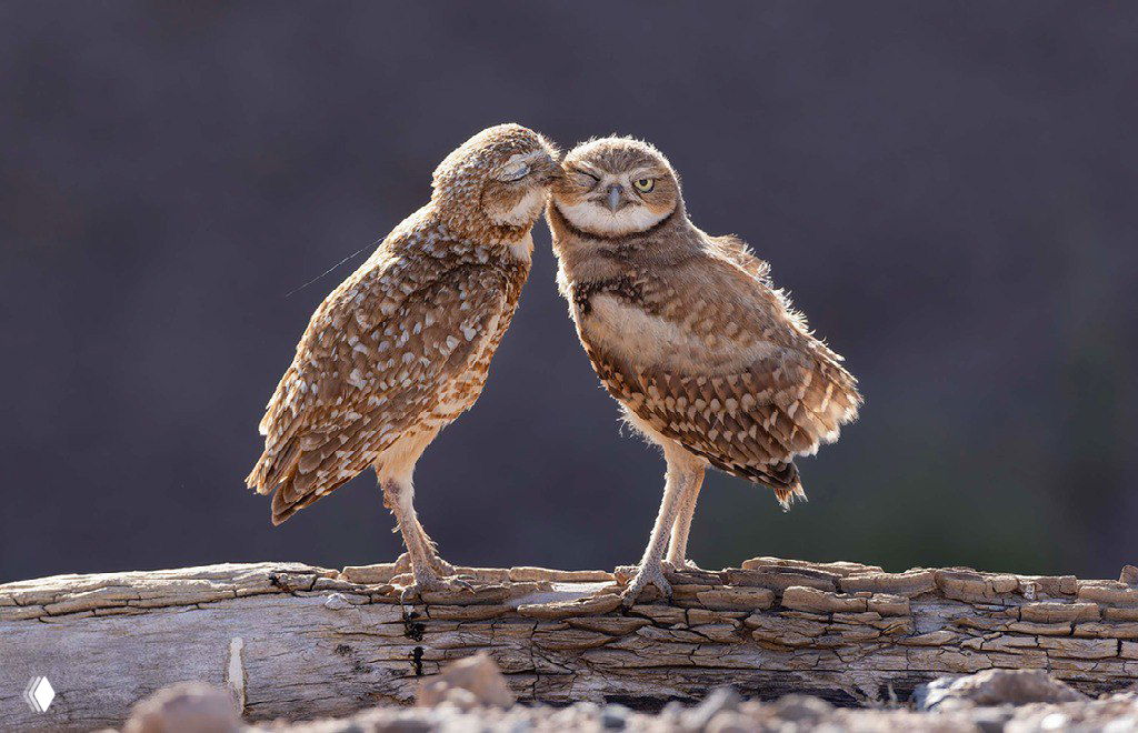 Две маленькие совы на бревне: одна будто нежно касается второй; тёплый тон и мягкий размытый фон, снимок из фотоконкурса.