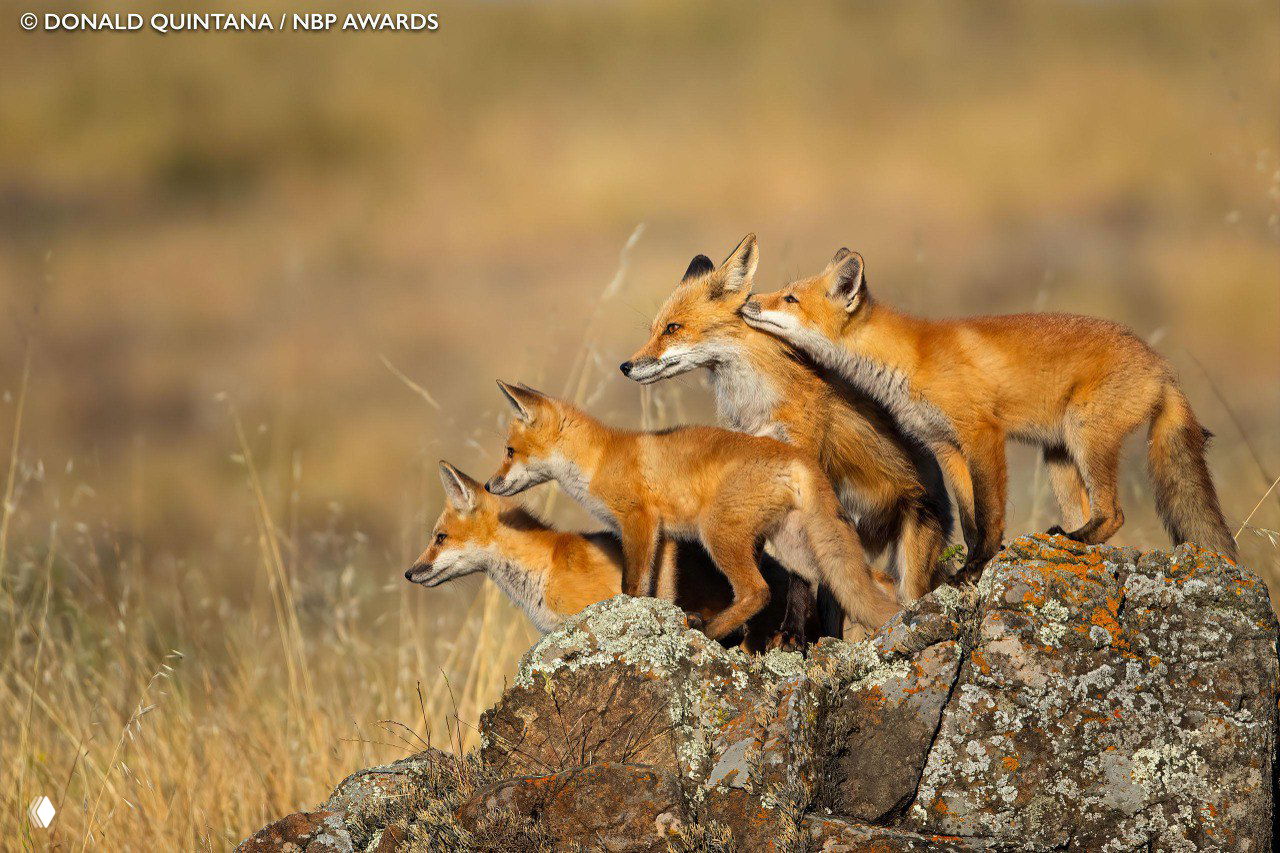 Стадо из нескольких лисиц на скале в травянистой степи — сцена с детёнышами и взрослыми, хорошая детализация и естественный свет.