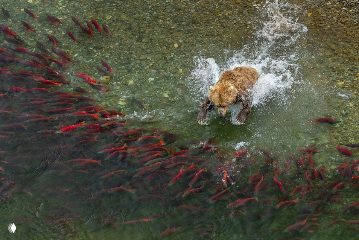 Бурый медведь атакует стайку красных лососей в мелководье; вид сверху, выплёскиваются брызги — динамический природный эпизод для конкурсных работ.