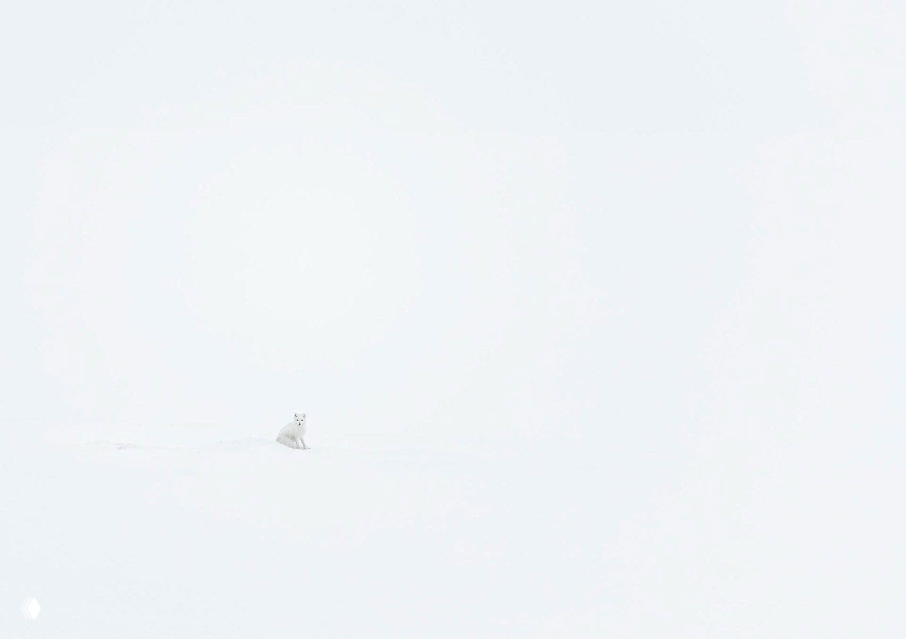 Одна арктическая лисица на бескрайнем белом снежном поле; минималистичная композиция с подчёркнутой пустотой вокруг животного
