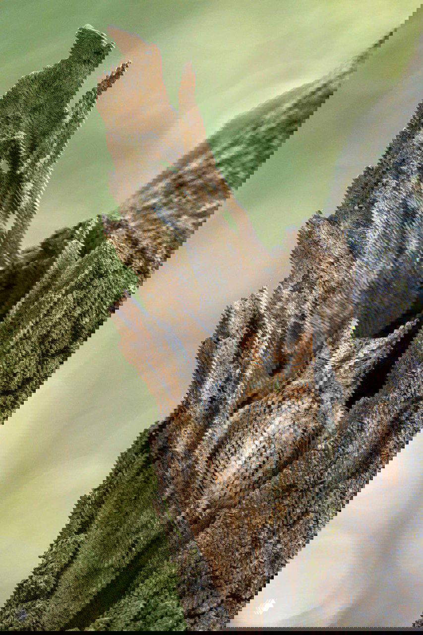 Небольшая сова или сипуха в дупле старого дерева — текстура коры, приглушённый фон и камерный простор кадра из конкурса.