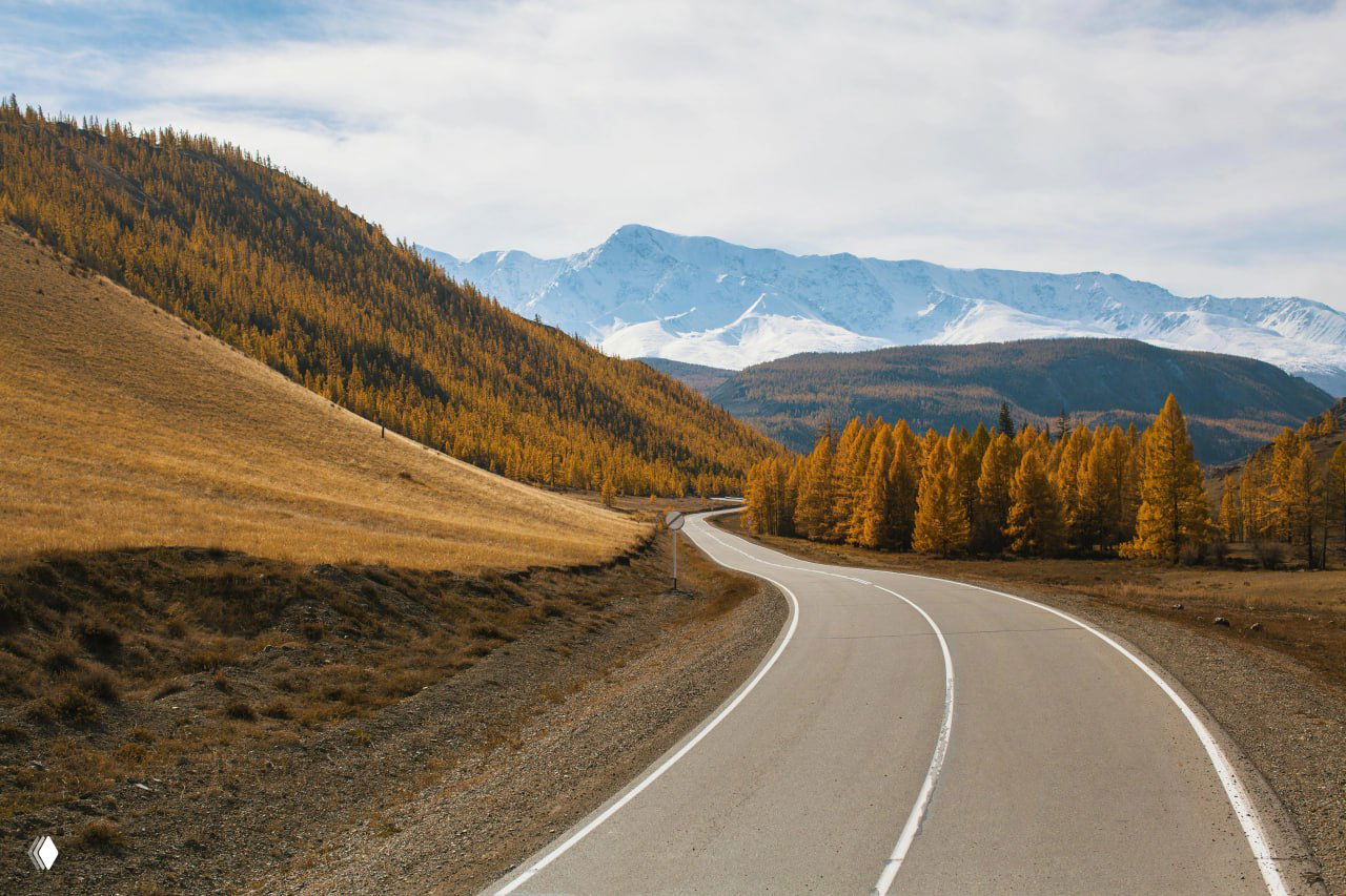 Извитая трасса Чуйского тракта среди золотых лиственниц и склонов Алтая; дорога уходит в перспективу к снежным вершинам на фоне ясного неба.