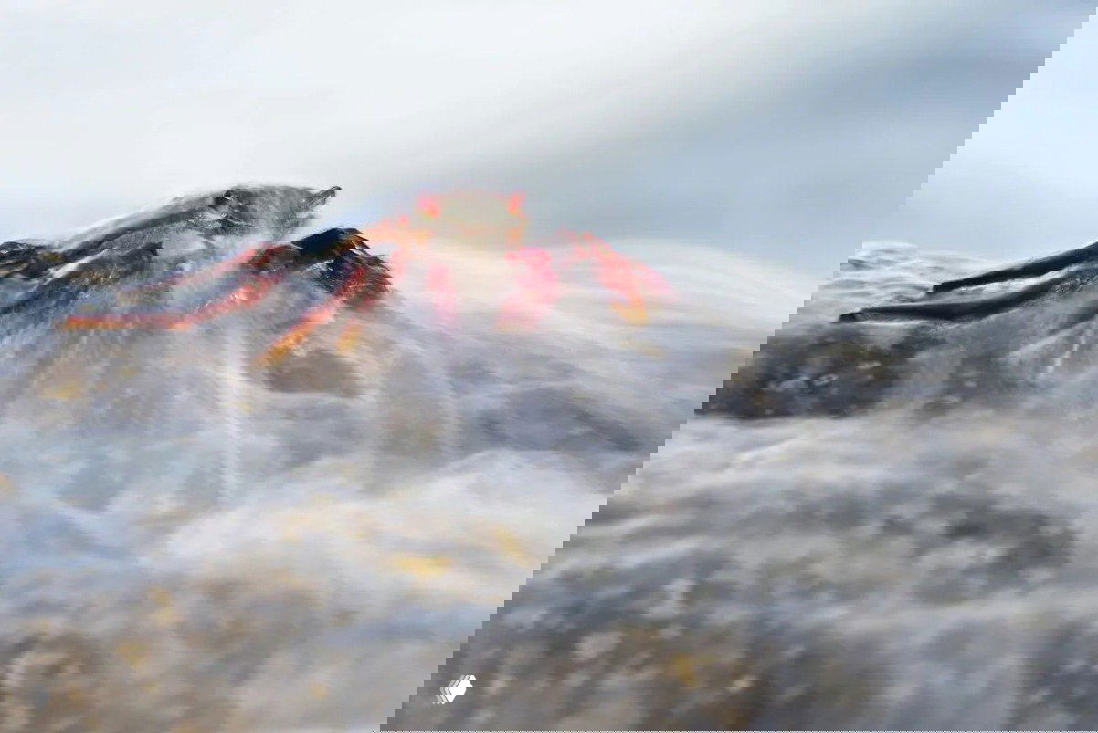 Прибрежный кадр с крабом на скале, обмываемой волнами; длительная выдержка создаёт эффект струящейся воды вокруг статичного беспозвоночного.