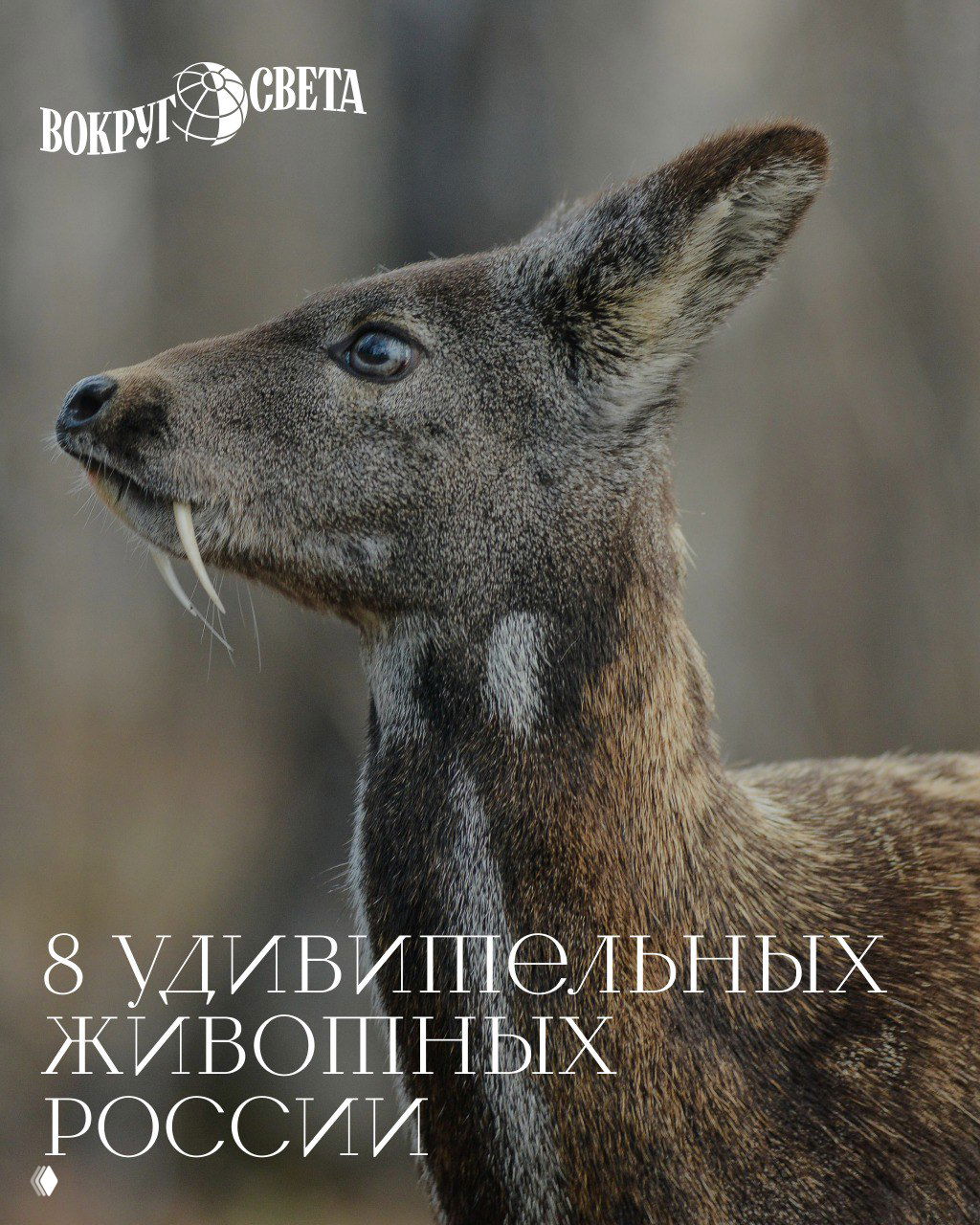 Обложка подборки «8 удивительных животных России»: крупный профиль животного с саблевидными клыками на размытой природной фоне, белый логотип «Вокруг света» и текст заголовка, иллюстрация для статьи о редких видах фауны России.