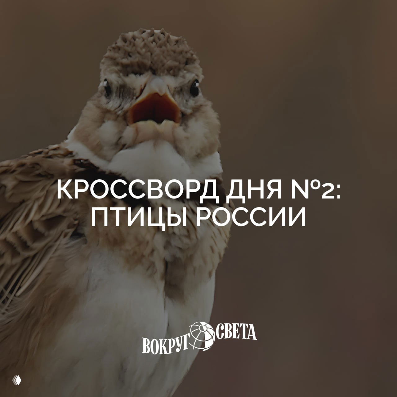 Крупный план птицы на размытом фоне с наложенным заголовком «Кроссворд дня №2: птицы России» — иллюстрация к рубрике кроссвордов.