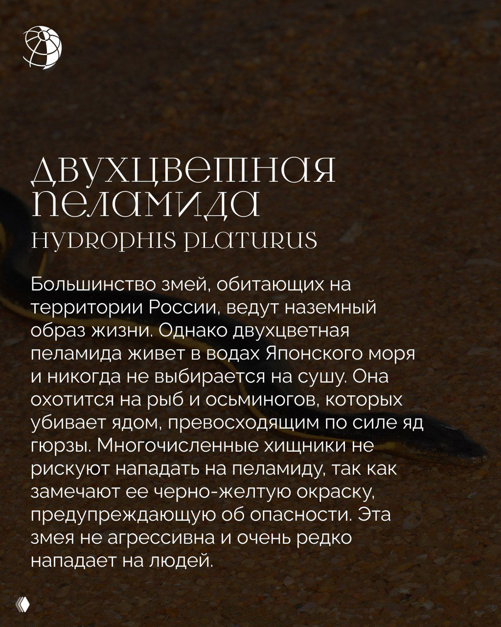 Двухцветная пеламида (морская змея) на морском песке: тёмно-жёлтые и чёрные полосы, текстовая вставка и логотип, иллюстрация для раздела о морской фауне России.