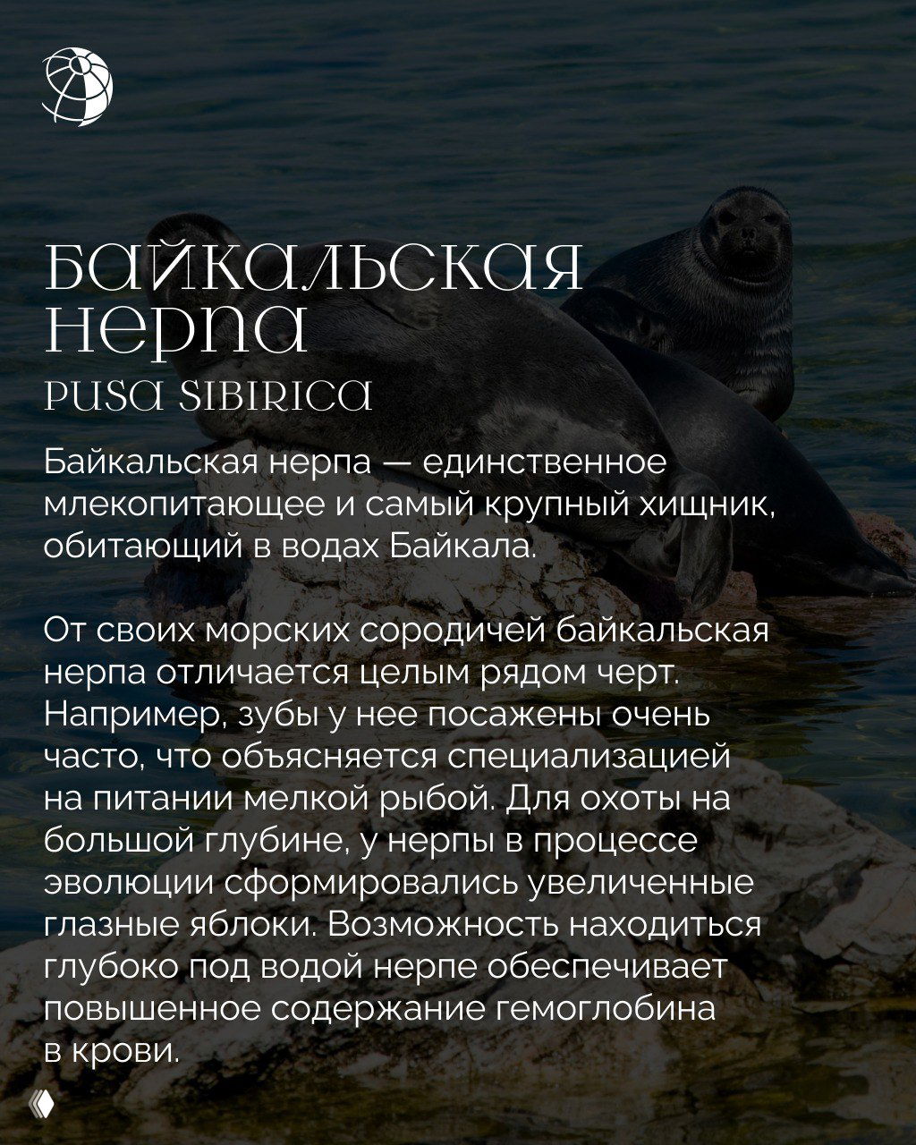 Байкальская нерпа на берегу озера с сородичами: группа тюленей на каменистом берегу, наложенный текст и логотип, иллюстрация к части подборки о водных млекопитающих России.